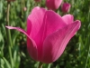 SAMSUNG DIGITAL CAMERA