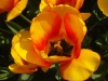 SAMSUNG DIGITAL CAMERA