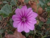 SAMSUNG DIGITAL CAMERA