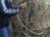 albertclematitew