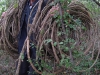 rayrouleauw