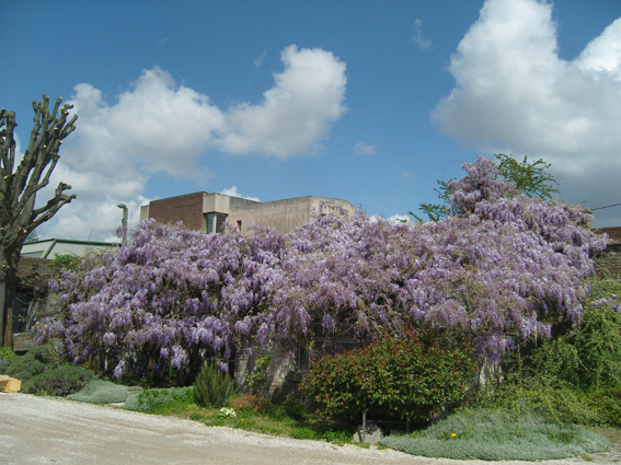Glycine1W