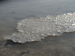 Gros Plan sur Banquise de Fleur