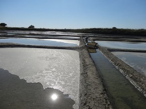 Prémière Fleur de Sel